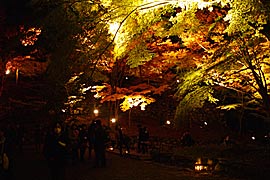毘沙門堂の紅葉ライトアップの画像