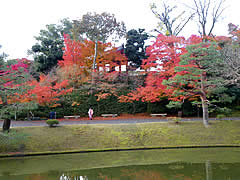 平等院の紅葉の画像