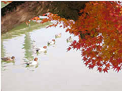 大覚寺の大沢の池の画像　京都の紅葉