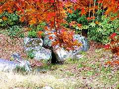 大覚寺の大沢の池にある名古曾滝の画像　京都の紅葉