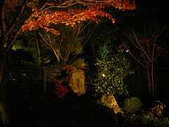 大覚寺の紅葉ライトアップの画像