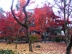 永観堂の紅葉の画像