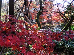 永観堂の紅葉の画像