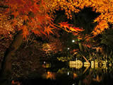 京都の永観堂の紅葉ライトアップの画像