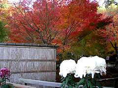 圓光寺の紅葉の画像