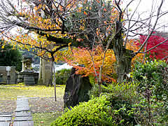 橋寺放生院の紅葉の画像