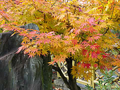 橋寺放生院の紅葉の画像