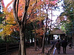 法然院の紅葉の画像