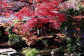 岩倉実相院の紅葉の画像