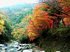 清滝周辺の紅葉の画像