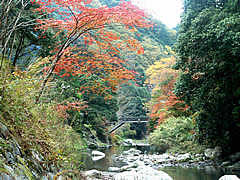 清滝周辺の紅葉の画像