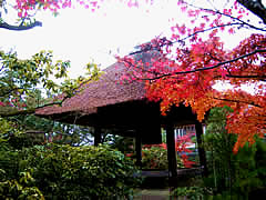 光悦寺の紅葉の画像