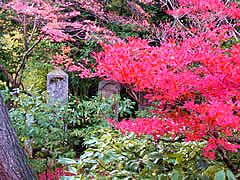 光悦寺の紅葉の画像