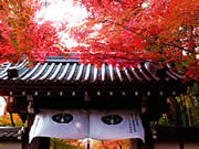 京都の光明寺の紅葉の画像