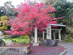 興聖寺の紅葉の画像