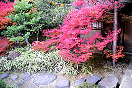 高桐院（大徳寺塔頭）の紅葉の画像