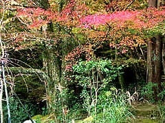 高山寺石水院の画像　京都の紅葉