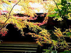 高山寺の紅葉の画像の紅葉