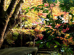 高山寺の紅葉の画像の紅葉