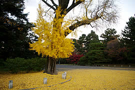 京都御苑の紅葉の画像