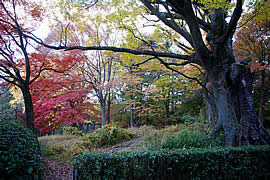 京都御苑の紅葉の画像