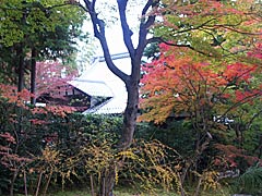二尊院の紅葉の画像
