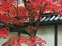 二尊院の紅葉の画像