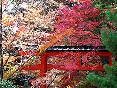 大原野神社の紅葉の画像