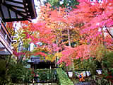 京都の大原周辺の紅葉の画像