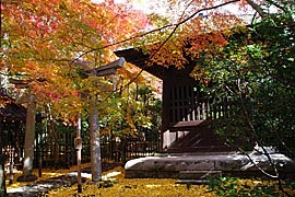 蓮華寺の紅葉の画像