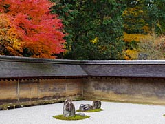龍安寺の紅葉の画像