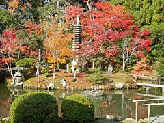 清涼寺の紅葉の画像