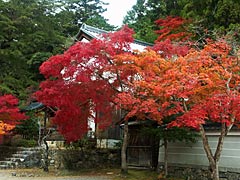 神護寺の紅葉の画像