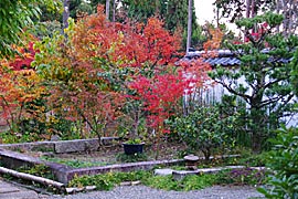 正伝寺の紅葉の画像