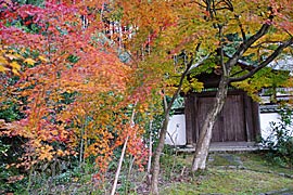 正伝寺の紅葉の画像