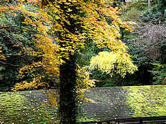 高雄から清滝までの東海自然歩道の紅葉の画像