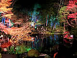 京都の天授庵の紅葉ライトアップの画像