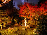 京都の天得院の紅葉ライトアップの画像
