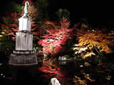 京都の知恩院の紅葉ライトアップの画像
