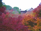 京都の東福寺の境内と通路の紅葉の画像