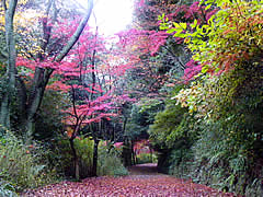 仏徳山（大吉山風致公園）の紅葉の画像