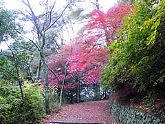 仏徳山（大吉山風致公園）の紅葉の画像