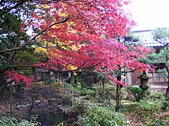 西田家庭園「玉泉園」の紅葉の画像