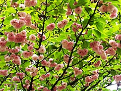 来迎寺菊桜の画像