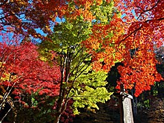 鶏足寺の紅葉の画像
