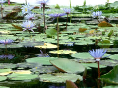 草津市立水生植物公園みずの森のスイレンの画像