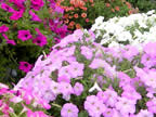 草津市立水生植物公園みずの森の花壇や温室の花の画像