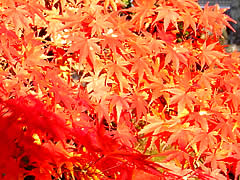 長浜びわこ大仏の紅葉の画像