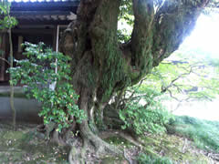 松風閣庭園の画像