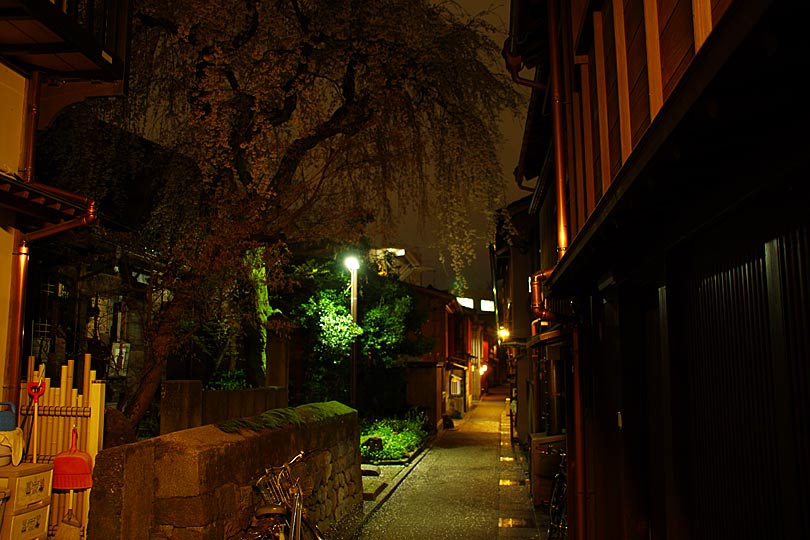 主計町茶屋街の桜の時期の夜景